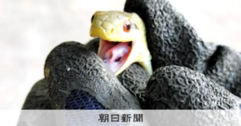 外来種の悪影響は多様で幅広い　「侵入メルトダウン」で後続種を助長する危険性