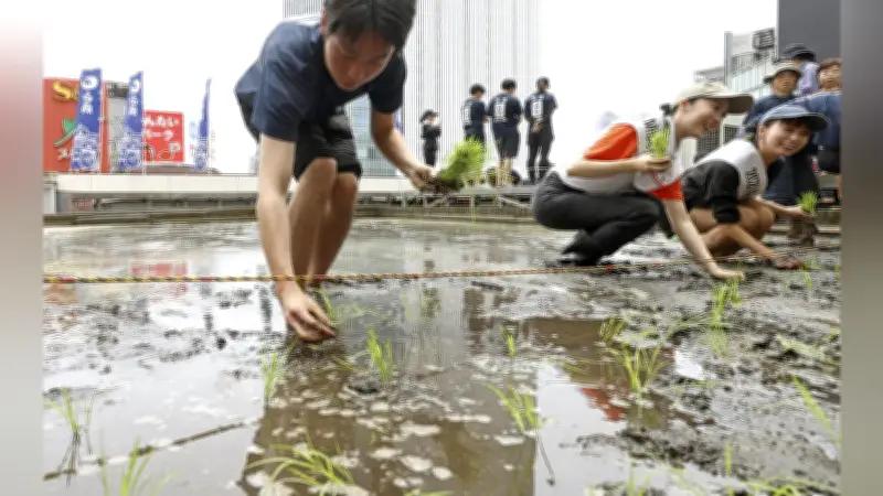 銀座のビル屋上で最後の田植え、白鶴酒造が恒例行事に幕