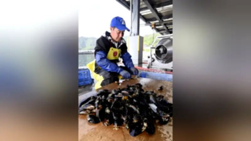 釜石・小白浜漁港でムール貝今季初水揚げ、高水温に強い新たな名産品に期待
