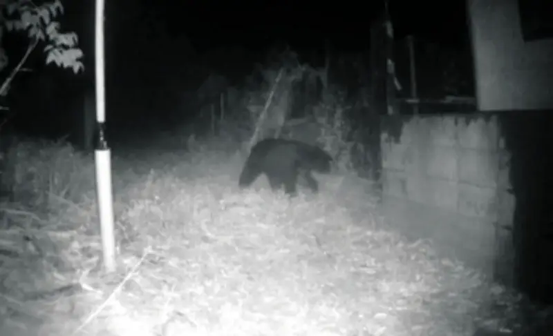 東京が「クマのホットスポット」に？住宅街出没で警戒レベル急上昇