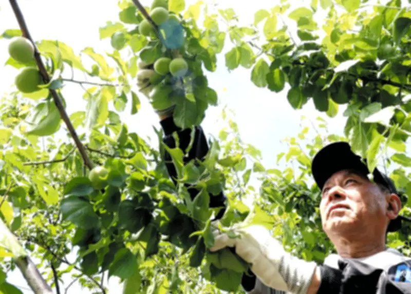 埼玉県越生町でウメ収穫最盛期、入間市では狭山茶うどん開発
