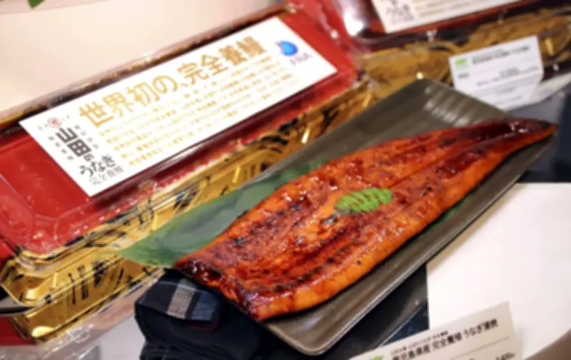 世界初の完全養殖ウナギ、一般販売開始 消費者評価で本格化へ