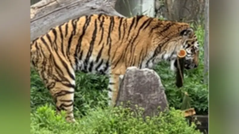 天王寺動物園で生徒がトラ観察、幸せな環境提案へ