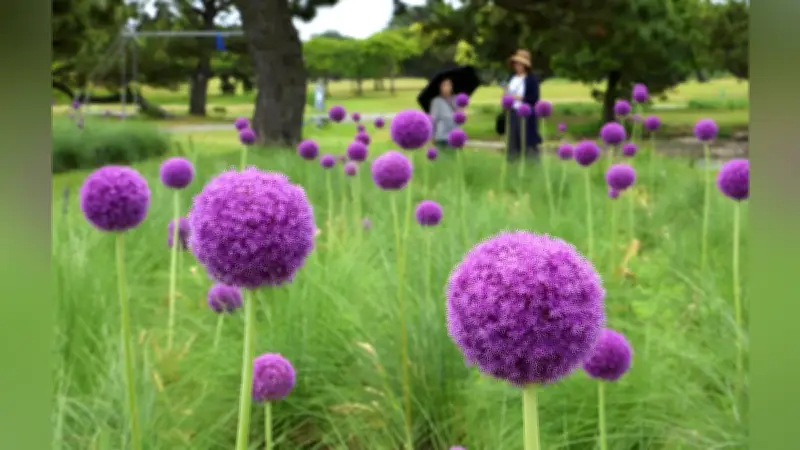 福岡・海の中道海浜公園でアリウム・ギガンチウムが見頃、紫色の球状花が緑に映える