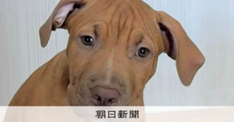 闘犬種ピットブルが突然襲い大けが、飼い主の責任は？福岡の女性が提訴