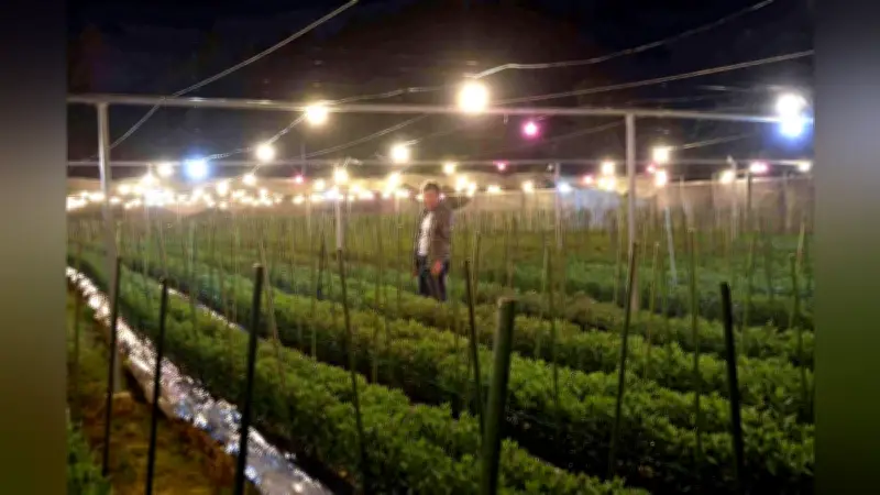 平群町の山腹に幻想的な電照菊、小菊生産量日本一の夏の風物詩