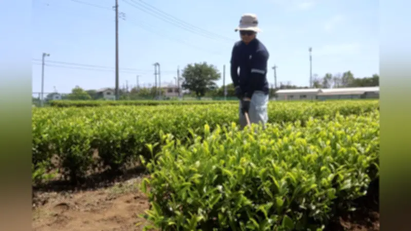 埼玉県と伊藤園、狭山丘陵で茶の新品種「彩の女神」「彩の糸」を共同開発、来春に苗木販売へ