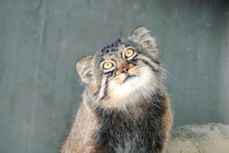 東山動物園のマヌルネコ「ヒデ」、旭山動物園へ引っ越し　「ノブ」「ヤス」と別れ