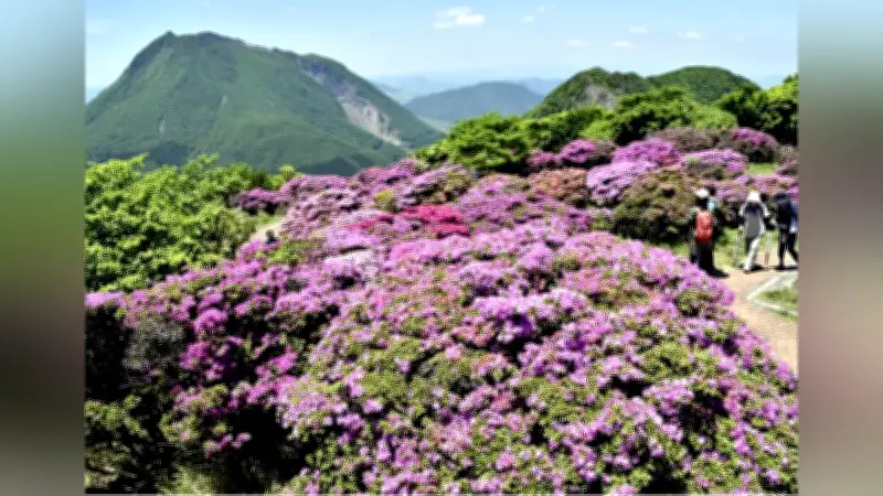 大分・鶴見岳でミヤマキリシマが見頃、登山客が写真撮影楽しむ
