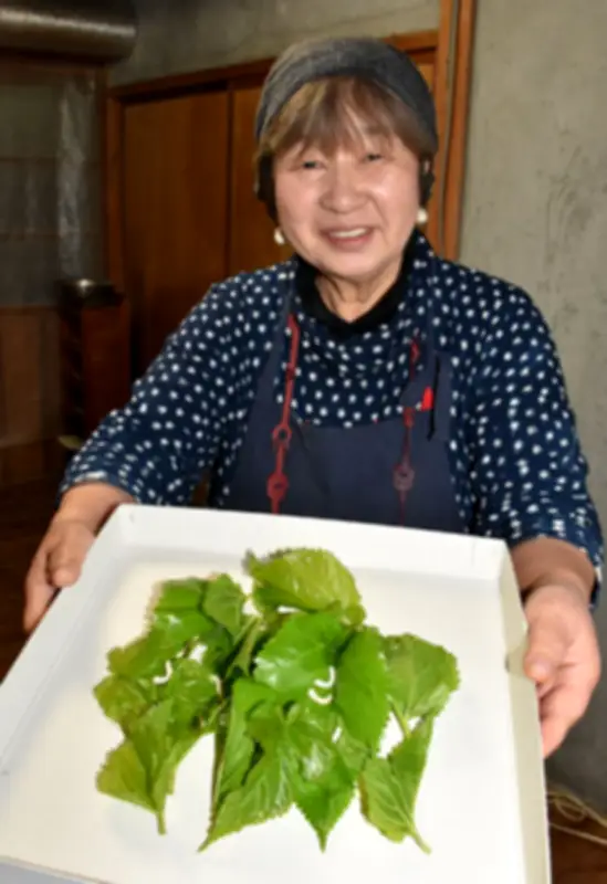 自宅で養蚕体験「お蚕さま飼育キット」福島のNPOが販売