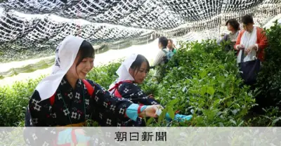 立春から八十八夜、900人が「茶摘みの集い」 抹茶人気で参加者大幅増