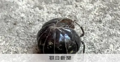 ダンゴムシの殻、石を食べ「ムキムキ」に？ 元野球部員の卒論がきっかけで解明