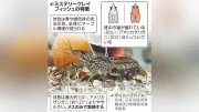 メス1匹で繁殖する外来ザリガニ「ミステリークレイフィッシュ」沖縄に定着、愛媛でも大量発見