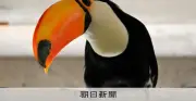 どでかいクチバシが特徴！新入りオニオオハシの愛称募集、10日まで