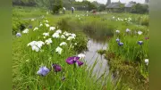 四万十市のトンボ自然公園でハナショウブ見頃、約2000株が咲き誇る