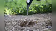 岡山後楽園でタンチョウのヒナ2羽誕生、飼育数10羽に