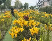 品川ゆり園で2万2000本のユリが5色鮮やかに開花、見頃は6月半ばまで