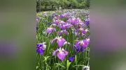 長崎・大村公園でハナショウブ満開、30万本が彩る