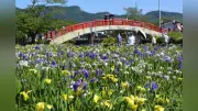 豊橋・賀茂しょうぶ園でハナショウブ早咲き種が満開、約300種3万7000株が見頃