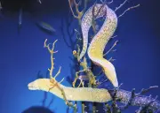 40年来の謎が解けた！新種のウツボ2種を確認、えのすい飼育員が気付く