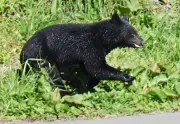 クマ出没件数、過去最多の5万件超 秋田が最多1万3592件