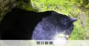 仙台中心部のクマ緊急銃猟、舞台裏を徹底解説　5m接近もドローンで援護