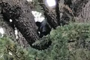 長野県松本地域にツキノワグマ注意報、6月5日まで 目撃2.4倍で発出