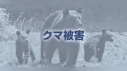 福島・天栄村で80代男性がクマに襲われ顔を負傷、命に別条なし
