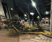 名古屋・大津通でケヤキの枝が強風で折れ歩道ふさぐ、緊急点検では異常見つからず