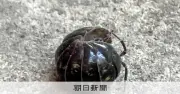 ダンゴムシの殻、石を食べ「ムキムキ」に？ 元野球部員の卒論がきっかけで解明