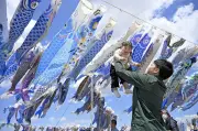 被災地で大空泳ぐ青いこいのぼり　宮城県東松島市、未来の希望託す