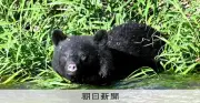 岩手・八幡平市の山林で女性遺体、クマに襲われたか　山菜採りで行方不明