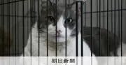 能登半島地震の復興住宅、ペット飼育で入居不可に 被災者の生活再建に課題