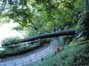 都立公園で倒木相次ぐ、樹木管理の課題浮き彫りに