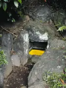 東京・調布の実篤公園で黄金に輝く「ヒカリモ」が見頃に