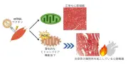 新型コロナワクチン副反応の心筋炎、ミトコンドリア機能低下が原因と解明