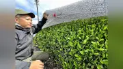 世界抹茶ブームで輸出額過去最高、国も栽培後押し…煎茶価格高騰で「茶離れ」懸念