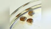 生きた化石カブトガニの幼生を四国水族館で展示、大きさの違いに驚きの声