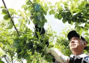 埼玉県越生町でウメ収穫最盛期、入間市では狭山茶うどん開発