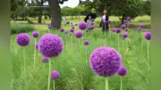 福岡・海の中道海浜公園でアリウム・ギガンチウムが見頃、紫色の球状花が緑に映える