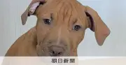 闘犬種ピットブルが突然襲い大けが、飼い主の責任は？福岡の女性が提訴