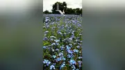 琵琶湖一望の山でワスレナグサ見頃　青い花と絶景が写真映え