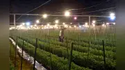平群町の山腹に幻想的な電照菊、小菊生産量日本一の夏の風物詩