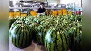 香南市「ルナピエナ」スイカ出荷開始、大玉ゴロゴロ全国へ