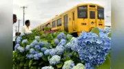 JR住吉駅近くでアジサイ約400株が見頃 宇土市の線路沿いを彩る