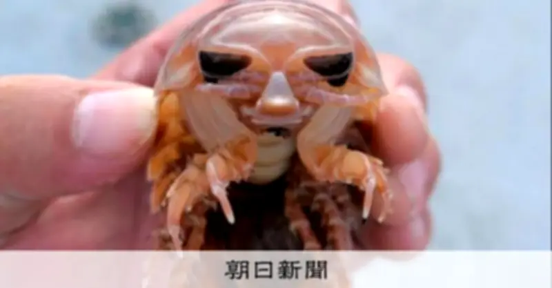 長崎沖の深海にオオグソクムシの大集落、1千匹以上捕獲「カゴいっぱいで想定外」