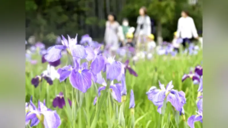 色とりどりのハナショウブ10万本が咲き誇る「東村山菖蒲まつり」北山公園で開催中