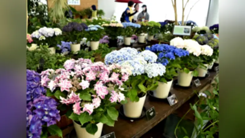 「深緑フェア」で色鮮やかなアジサイ100鉢展示 愛知・江南市のフラワーパーク