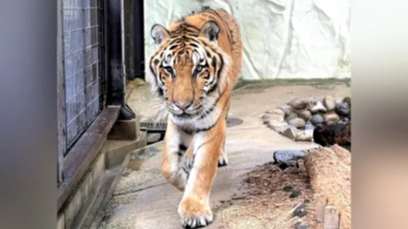 福岡市動物園のアムールトラ「カイ」死ぬ、国内最高齢20歳