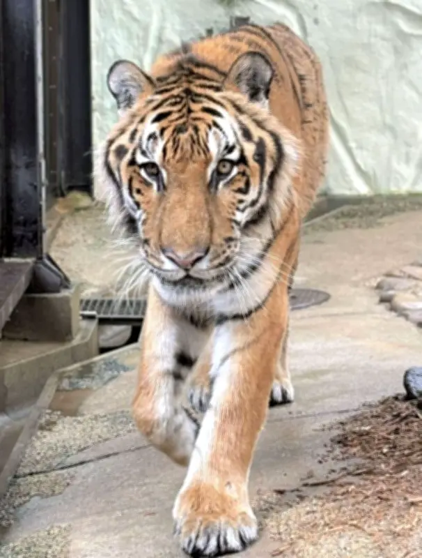 国内最高齢のアムールトラ「カイ」が20歳で死去、福岡市動物園